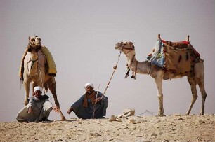 Kairo - Kamele für Touristen : Zwei Männer bieten Touristen ihre Kamele zum Reiten an, Stufenpyramide von Sakkara bei Kairo, aufgenommen 2006