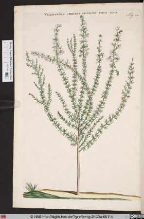 VALERIANELLA AFRICANA FRUTICANS FOLIIS ERICAE.