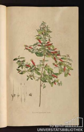[Tab. 17.] Correa speciosa Andr.