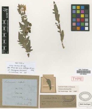Solanum incisum Griseb. [syntype]