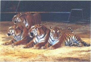 Circus Berolina, ohne Ortsangabe, 2003-2007