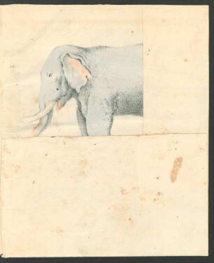 Tafel: [Der Elephant.]