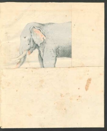 Tafel: [Der Elephant.]