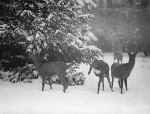 Rehe im Schnee