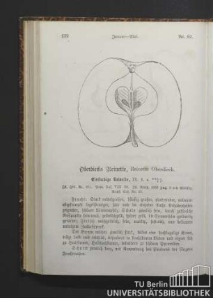 Nr. 82. Oberdiecks Reinette, Reinette Oberdieck.