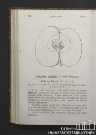 Nr. 82. Oberdiecks Reinette, Reinette Oberdieck.