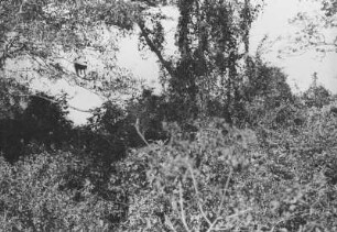 Affe am Baumast : Baumlandschaft mit einem Affen