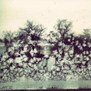Eisblumen