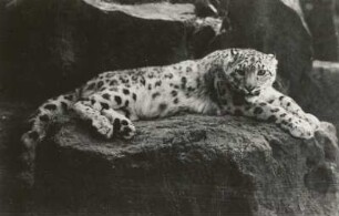Dresden. Zoologischer Garten. Schneeleopard (Irbis, Panthera uncia)