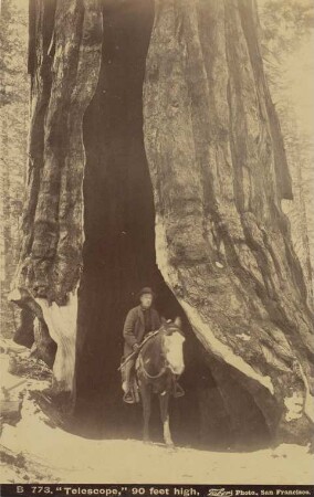 Yosemite: Mariposa Grove - "Telescope" (big trees, 28 meters high)