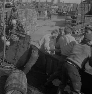 Stralsund. Fischereihafen, Fischer beim Löschen der Ladung