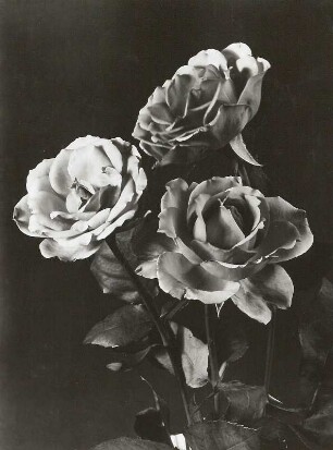 Gartenrose (Rosa polyantha). Blüten