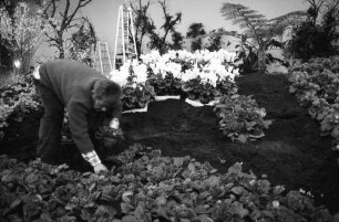 Freiburg: Stadthalle, Blumen- und Gartenausstellung, Blumen Beete