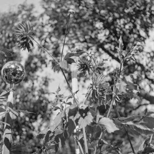 Kaktus-Dahlie in Blüte