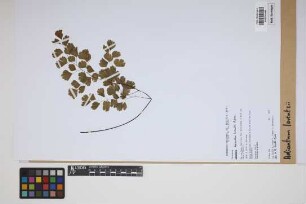 Adiantum lorentzii Hieron.