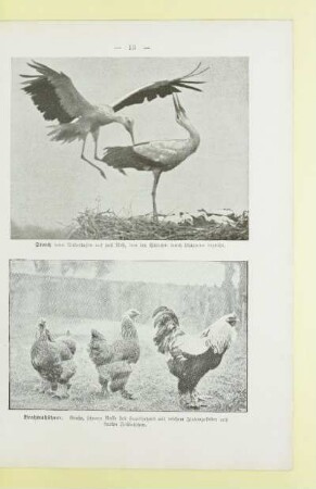 Storch