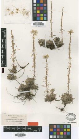 Helichrysum lacteum Coss. & Durieu [type]