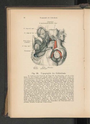 Fig, 84. Topographie der Gehirnbasis.