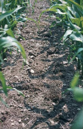 Fotografie: Säverfahren, Einzelkornsaat, Mais, Mulchsaat