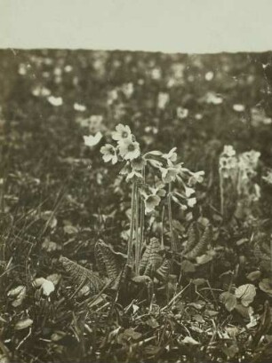 Himmelsschlüsselblume, Hohe Schlüsselblume (Primula elatior)