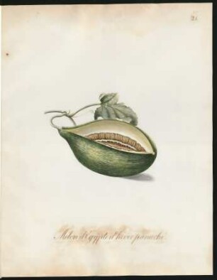 Melon d'Egypte d'hiver panaché