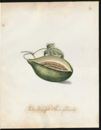Melon d'Egypte d'hiver panaché
