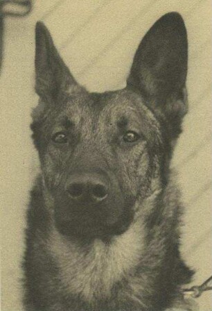 Schäferhund
