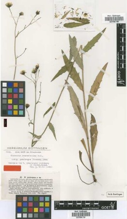 Hieracium praelongum Lindeb. [isotype]