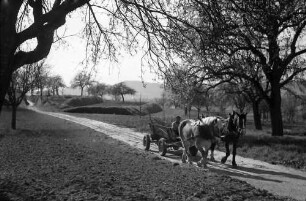 Nimburg: Pferdefuhrwerk auf Feldweg