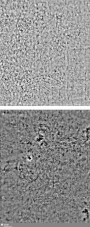 Lilienschild + IESV / LW = Bd.1,S.23/24+Bd.2,S.215/216