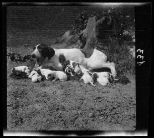 [Bailleul-Sir-Berthoult (Dep. Pas-de-Calais, Frankreich):] Hündin mit 10 Welpen