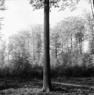 Rauhe Berge: Buchenwald: vorn einzelner Baum: dahinter Tannenschonung: hinten Laubbäume