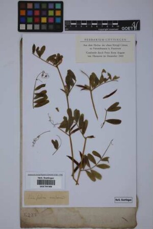 Vicia sativa L.