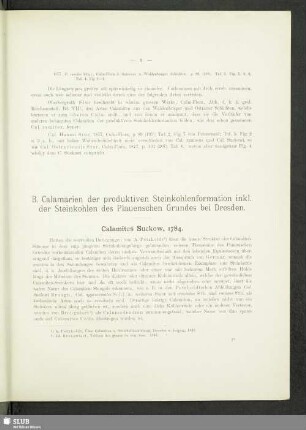 B. Calamarien der produktiven Steinkohlenformaion inkl. der Steinkohlen des Plauenschen Grundes bei Dresden