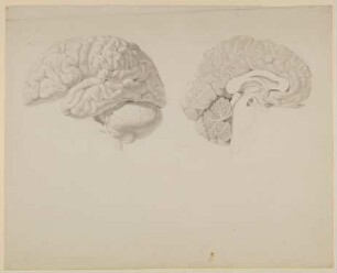 Zwei Ansichten des menschlichen Gehirns [aus einem Konvolut anatomischer Zeichnungen des Christian Koeck]