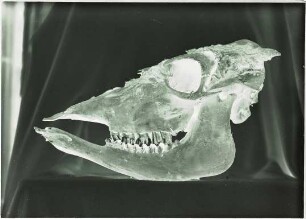 Bos brachyceros