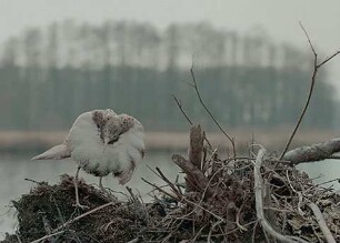 Die toten Vögel sind oben (2023) - Trailer