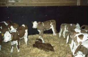 Fotografie: Stallsystem, Kalb, Tieflaufstall, Gruppenhaltung
