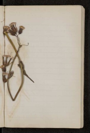[Gepresste Blume]