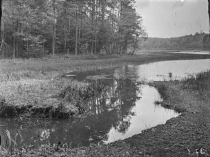 Moritzburg. Moritzburger Teichgebiet. Waldteich