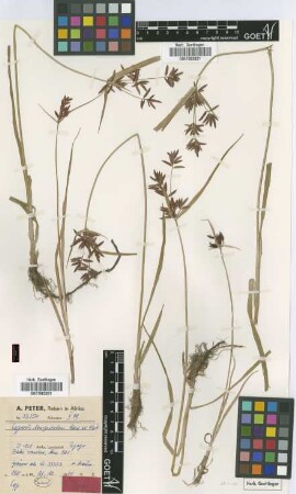 Cyperus longistolon Peter & Kük. [type]