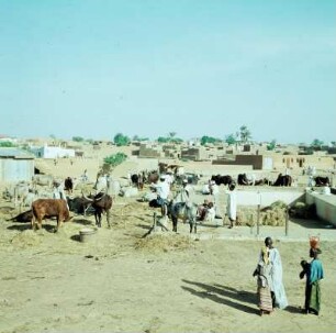 Kano. Zebu-Markt. 1959