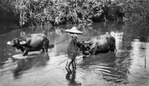 Wasserbüffel (Sammlung Hans Stübel - Forschungsreisen durch Hainan 1931/32)