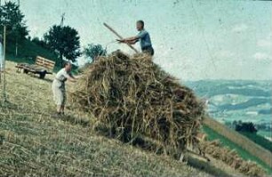 Heuernte auf Steillage in Handarbeit