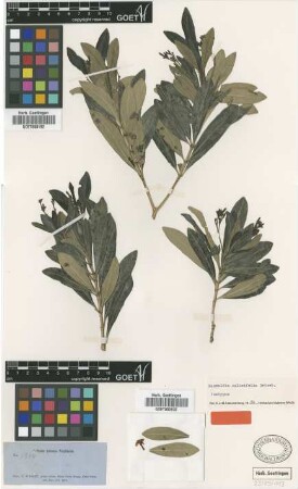 Rauvolfia salicifolia Griseb. [isotype]