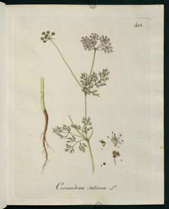 Coriandrum sativum L.