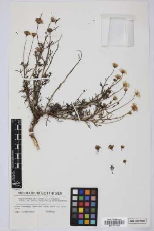 Argyranthemum frutescens parviflorum (Pit. & Proust) Humphries