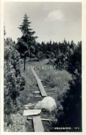 Hochmoor bei Altenberg im Erzgebirge