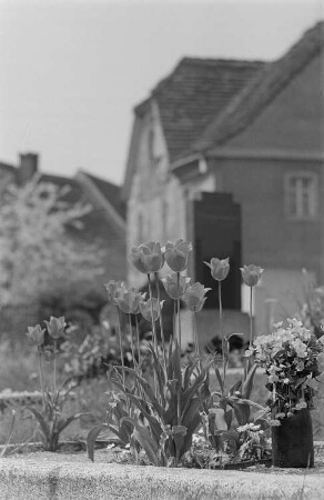 Grabbepflanzung mit Tulpen und ein Blumenstrauß in einer Vase
