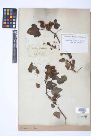 Xanthium italicum Moretti